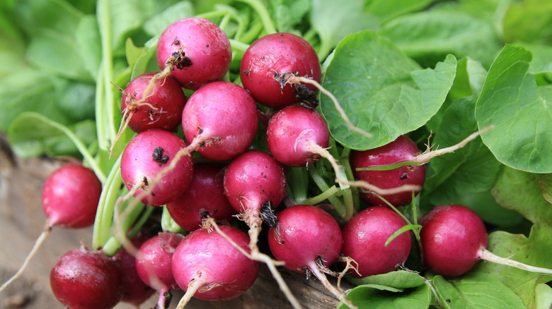 several radishes