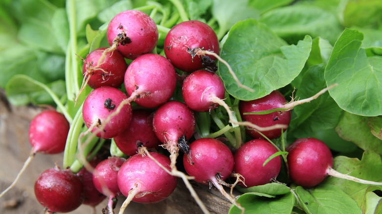 several radishes