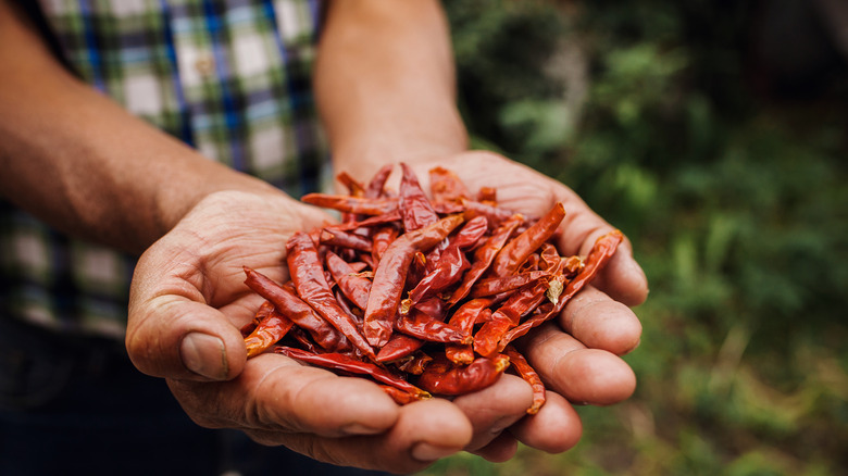 Ancho chiles in someone's hands