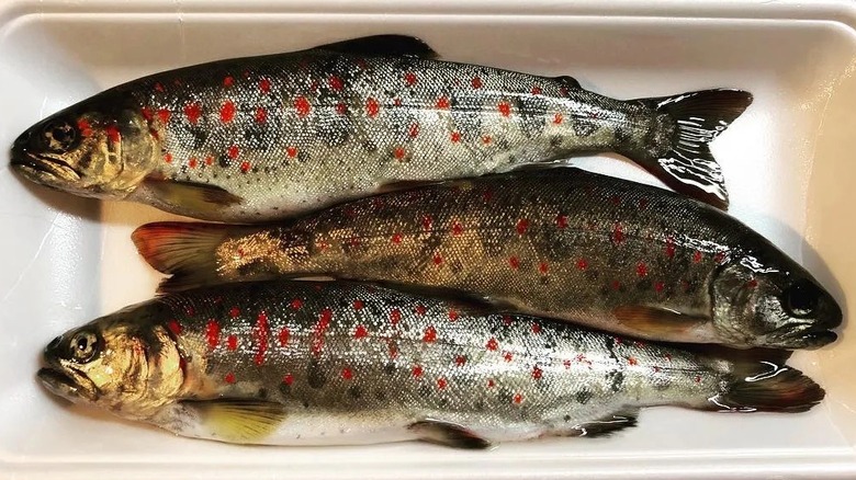 tray of whole amago salmon