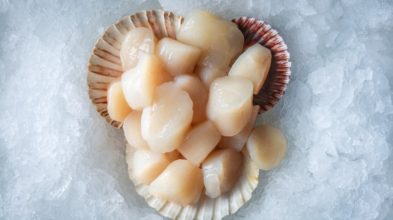 scallops placed on ice