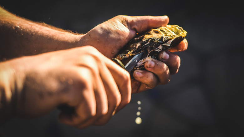 Shucking an oyster.