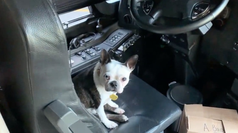 Dog in the front seat of bus