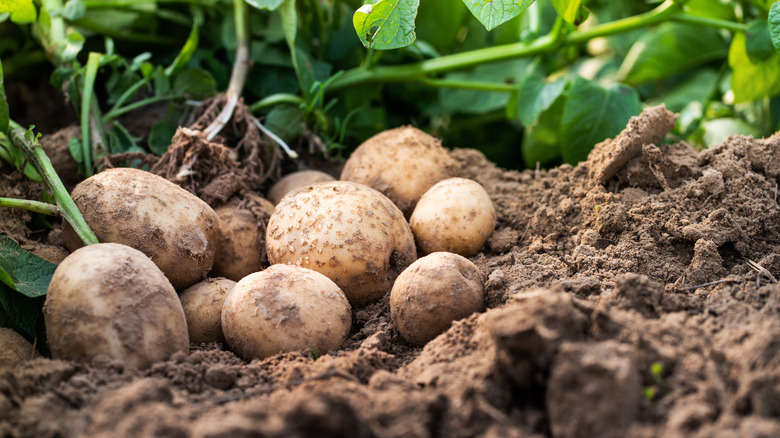 Potato field