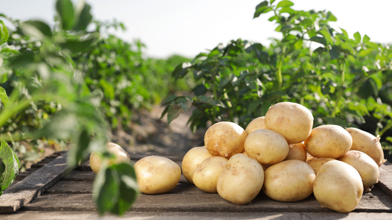 potatoes with plants in background