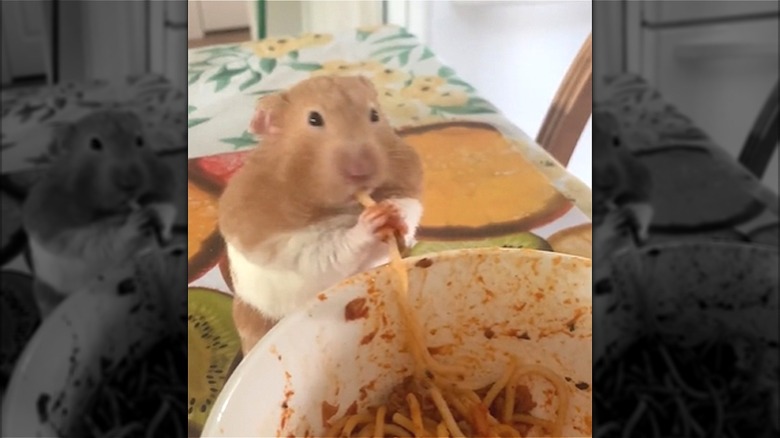 hamster eating spaghetti