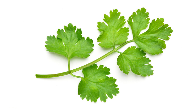 Cilantro sprig on white background