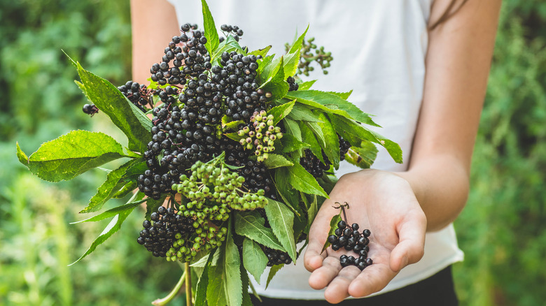 hands holding elderberries