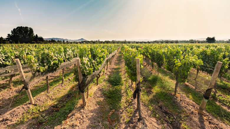 vineyard rows