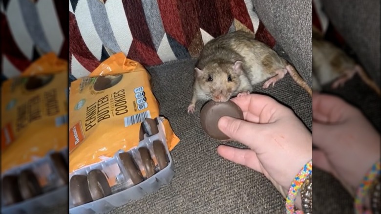 Snoot eating peanut butter cookies