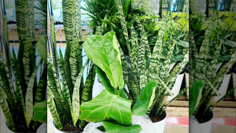 Large plants sold at Aldi