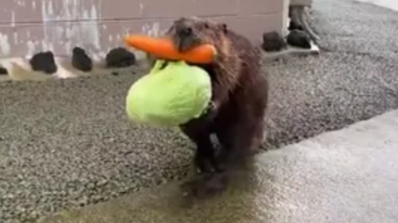 Busy beaver carrying food