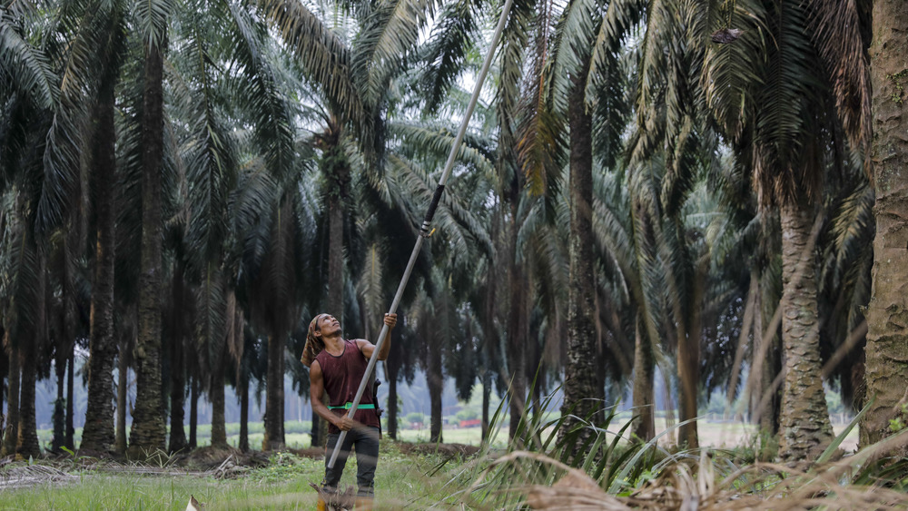 Worker harvesting palm oil 