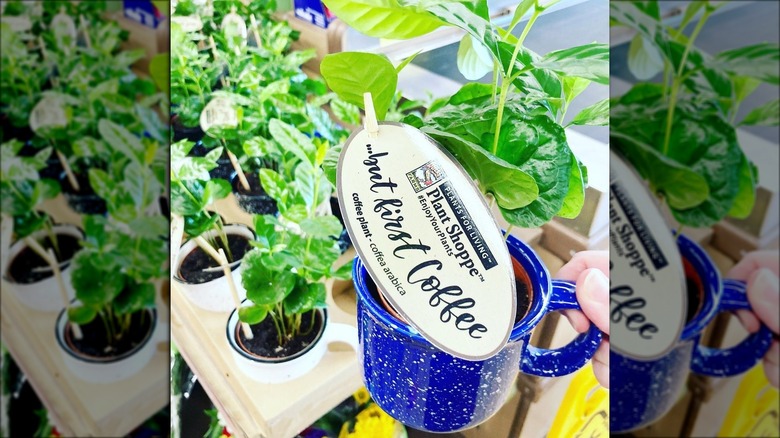 Aldi's Plant Shoppe coffee plant mug