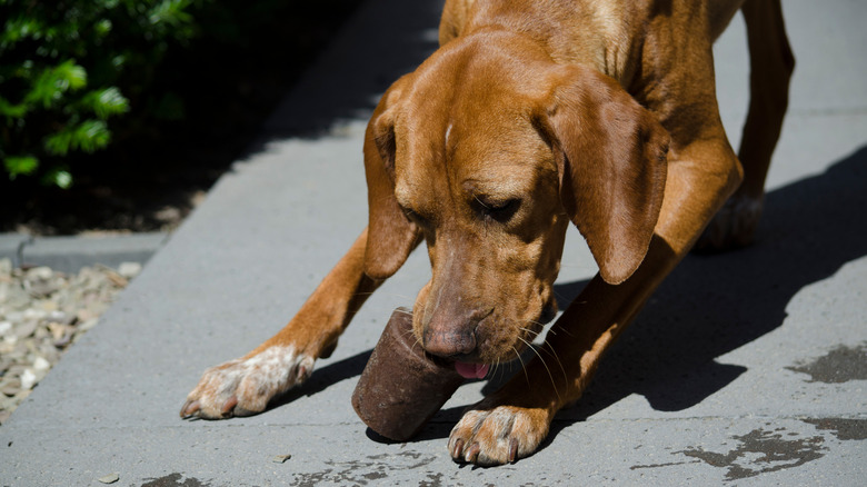 Dog eating ice cream