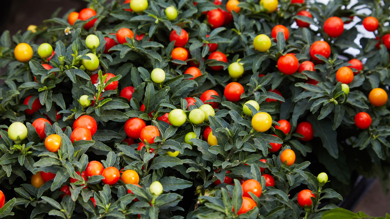 Jerusalem cherries on plant