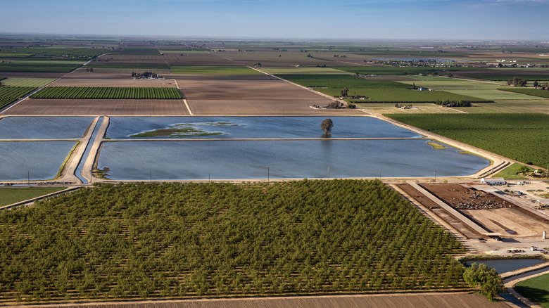 Almond farm