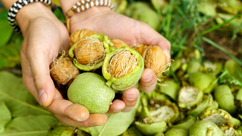 Person holding walnuts in green shells