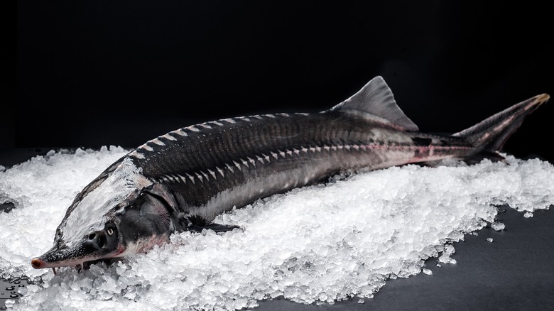 sturgeon fish on ice