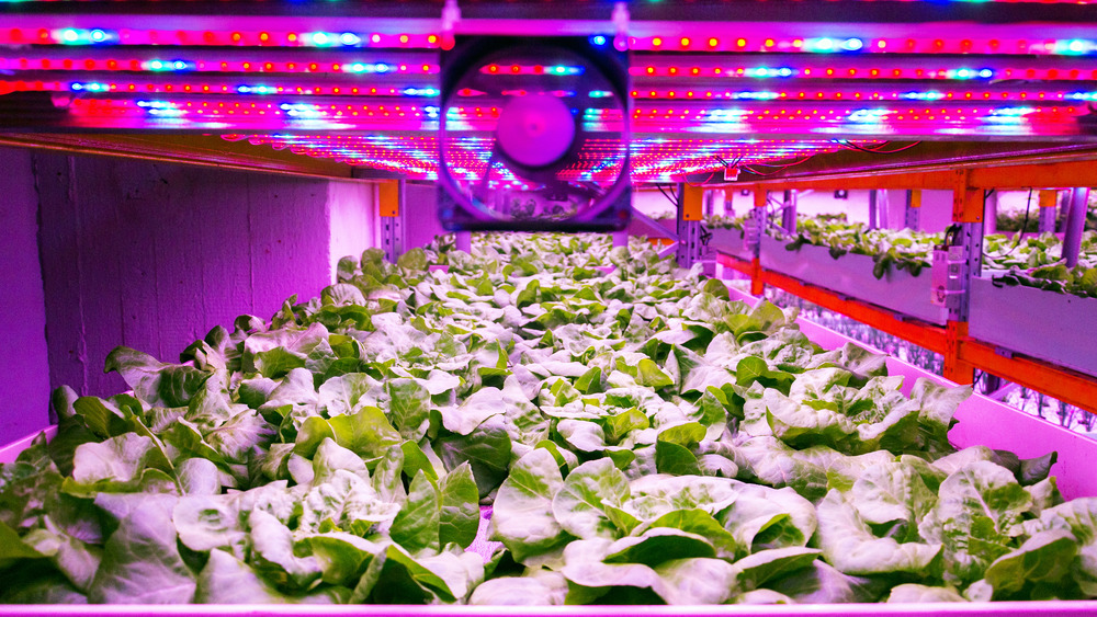 Aquaponic system to grow vegetables