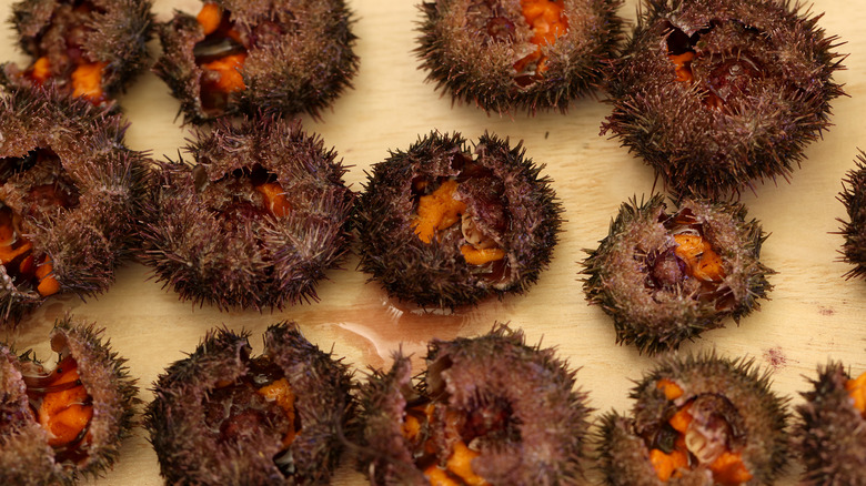 Cracked open shells of freshly caught sea urchins 