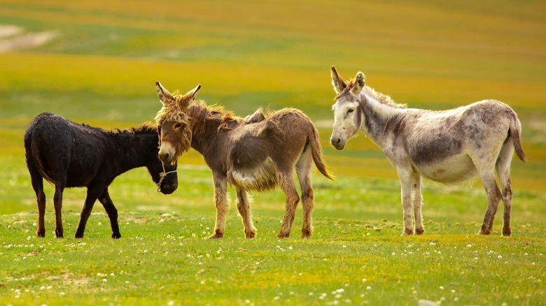 Donkeys in a field