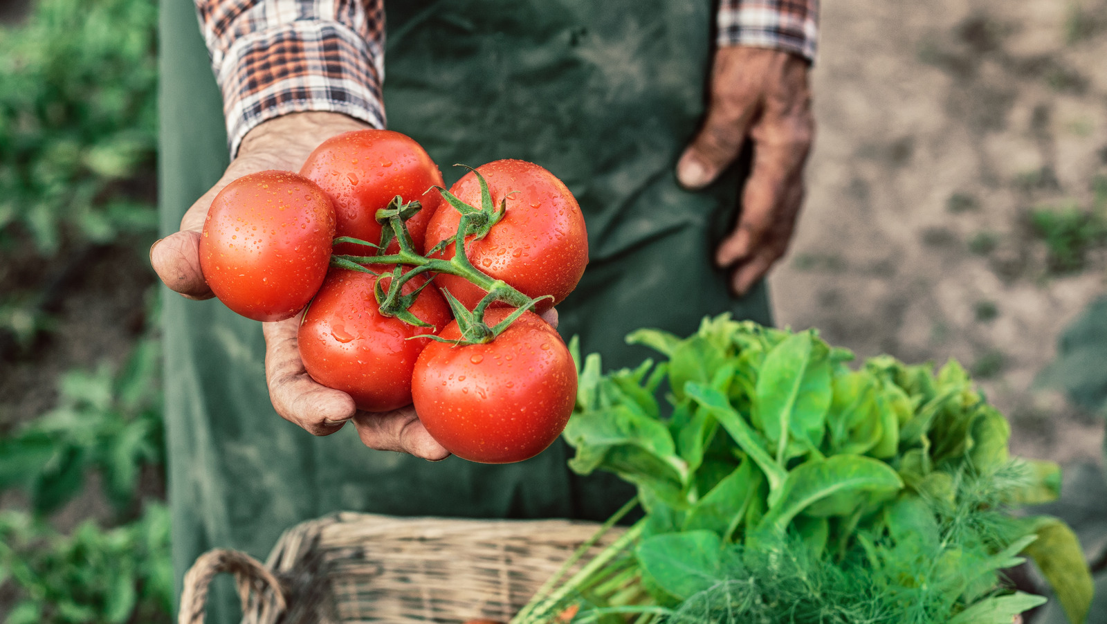 americans-love-tomatoes-but-mainly-eat-them-in-other-foods