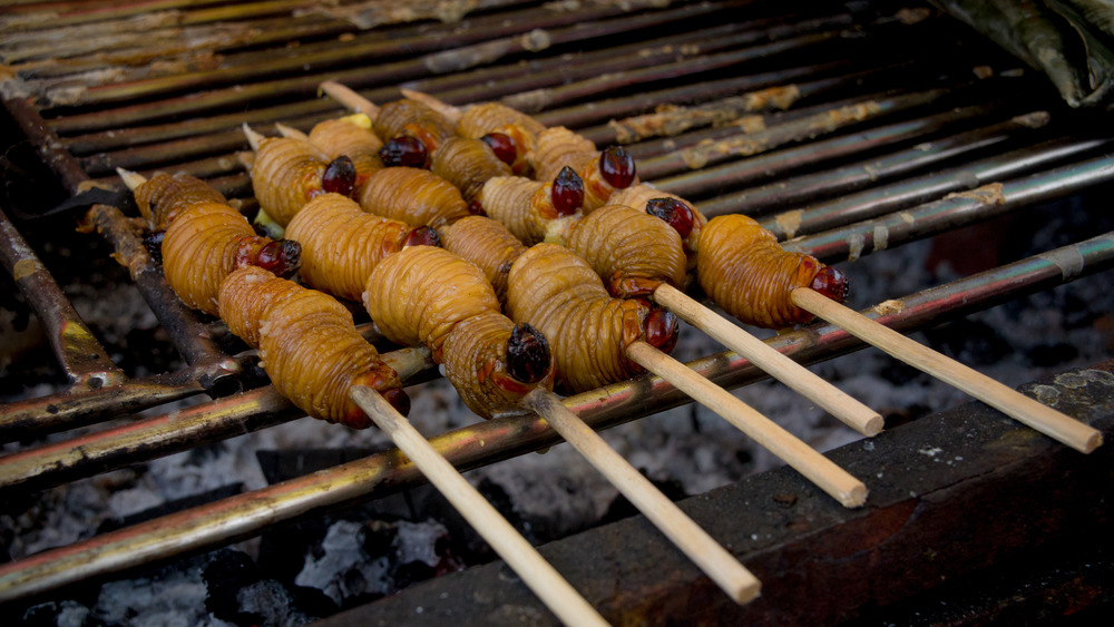 coconut grub larvae