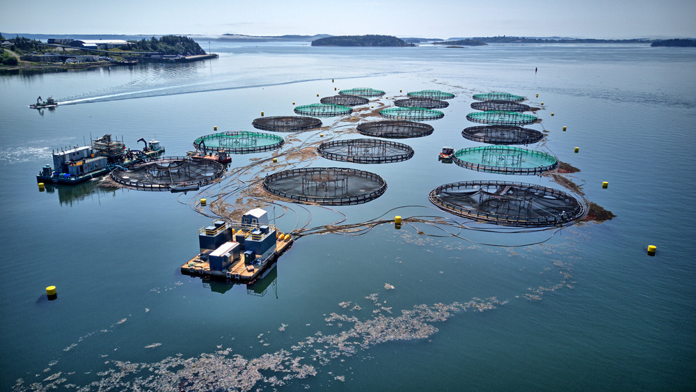 Fish farm aerial view