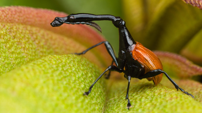 Giraffe Weevil of Madagascar