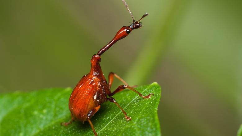 Close-up of Giraffe Weevil