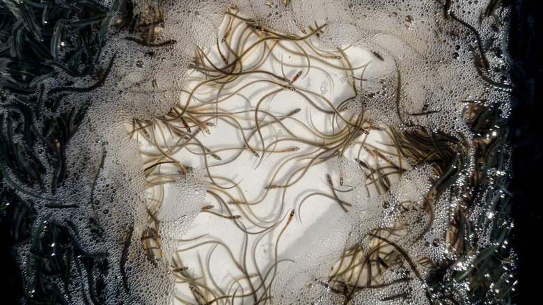 Farmed baby eels