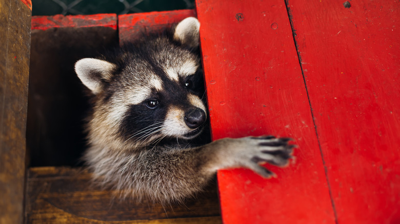 a raccoon peering from a wooden floor