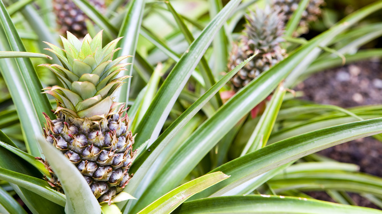 pineapple plants