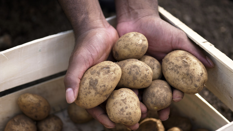 A man holding farm-fresh potatoes