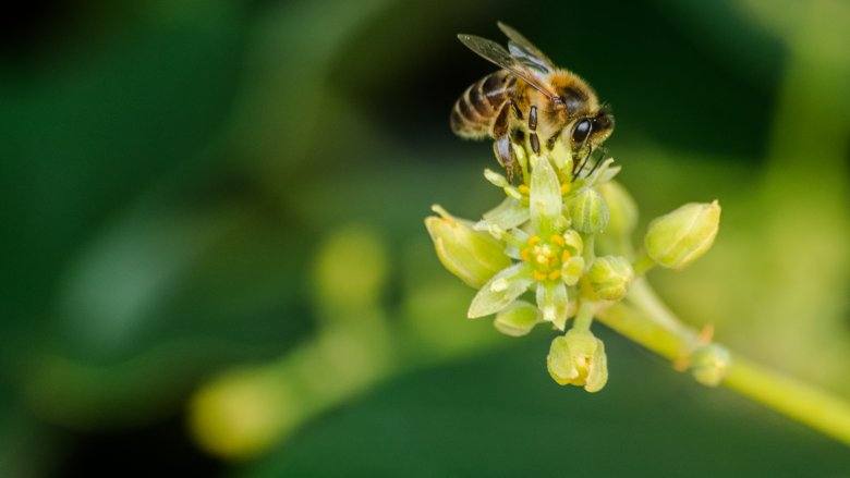 bee and avocado flower