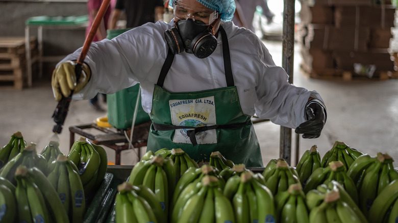 worker spraying green bananas