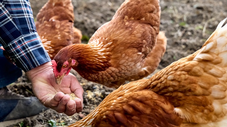 Hens being fed