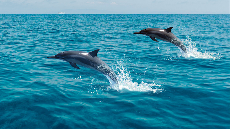 Dolphins jumping in the ocean