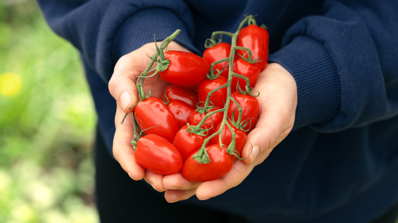 Hands holding San Marzano tomatoes