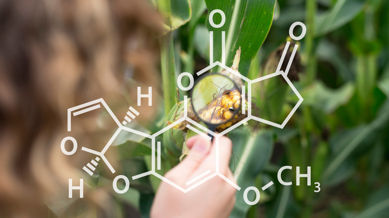 Chemical analysis of corn