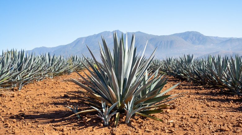 Agave plants in Jalisco