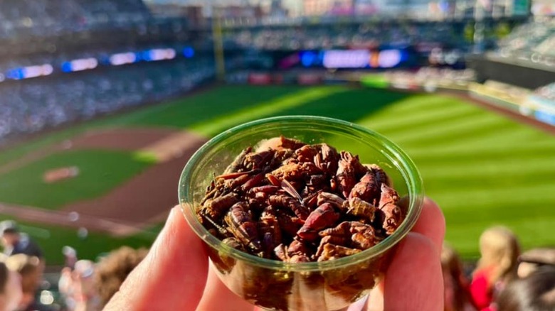 hand holding cup of fried grasshoppers