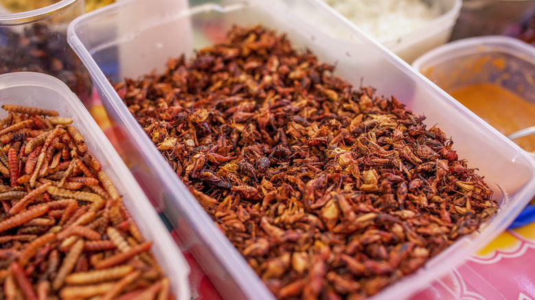 chapulines in storage bins