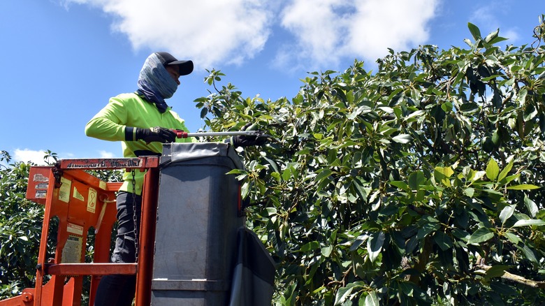 Avocados being harvested