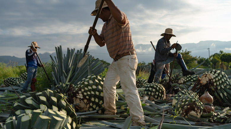 Worker cutting down agave plants