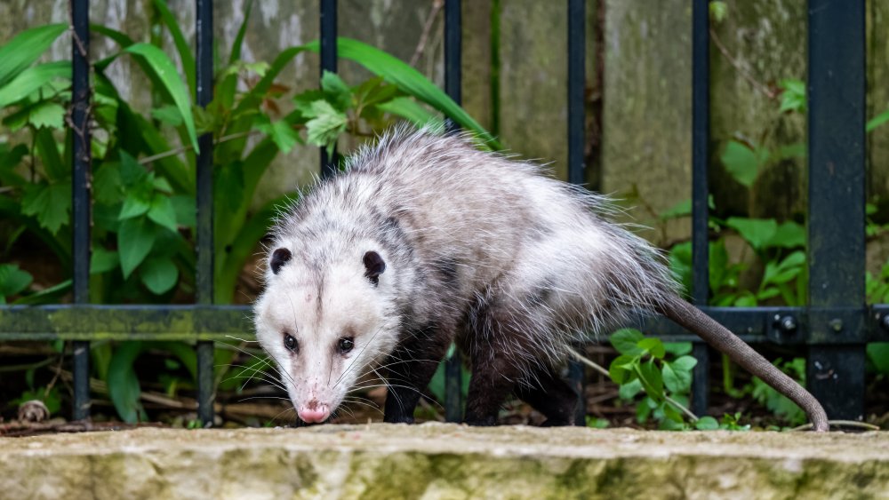 possum