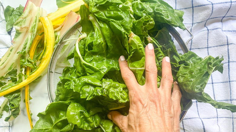 Swiss Chard in colander 