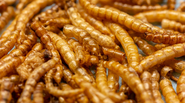 Mealworms 