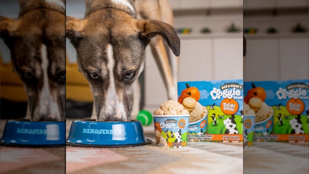 Dog eating Ben and Jerry's 